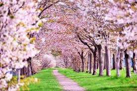 ネイルメニュー改定のおしらせ|ネイルサロンシノン